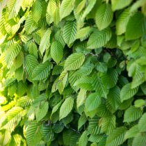 Avenbok 150-160 cm Avenbok 150-160 cm