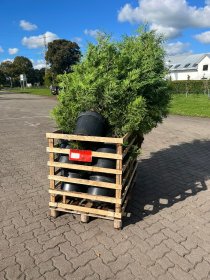Thuja Brabant 150-175 cm XXL 50-pack (ca 25 meter) Thuja Brabant 150-175 cm XXL 50-pack (ca 25 meter)
