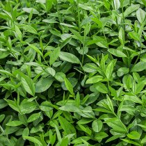 Liguster 100-150 cm XL Liguster 100-150 cm XL