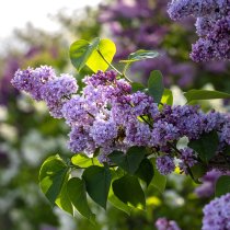 Lila Bondsyren 40-60 cm Lila Bondsyren 40-60 cm